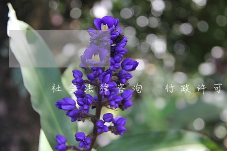 社会法律咨询 行政许可